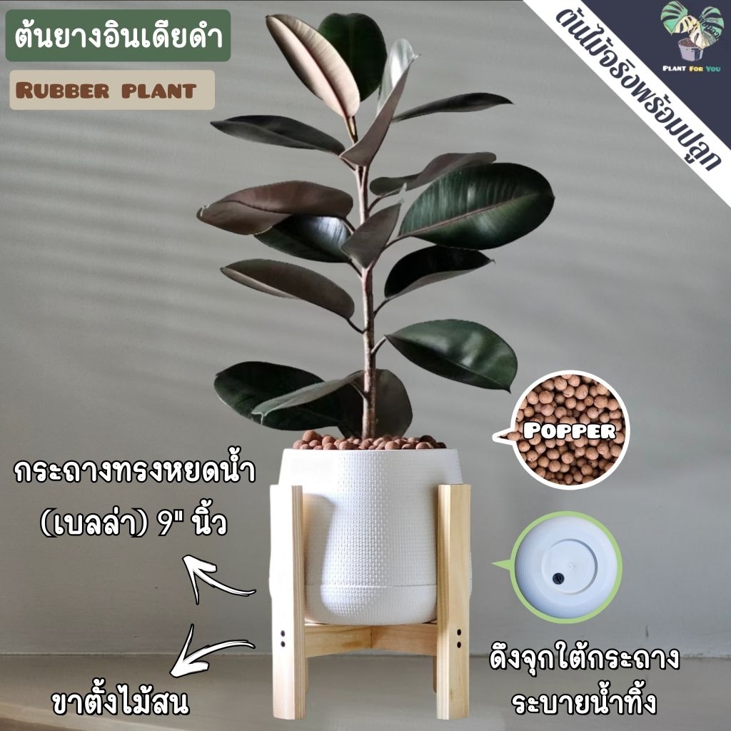 🖤🖤ต้นยางอินเดียดำ"Rubber Plant" 80-90Cm. (ต้นใหญ่) ความสูงวัดจากก้นกระถาง พร้อมกระถาครบชุดพร้อมปลูก