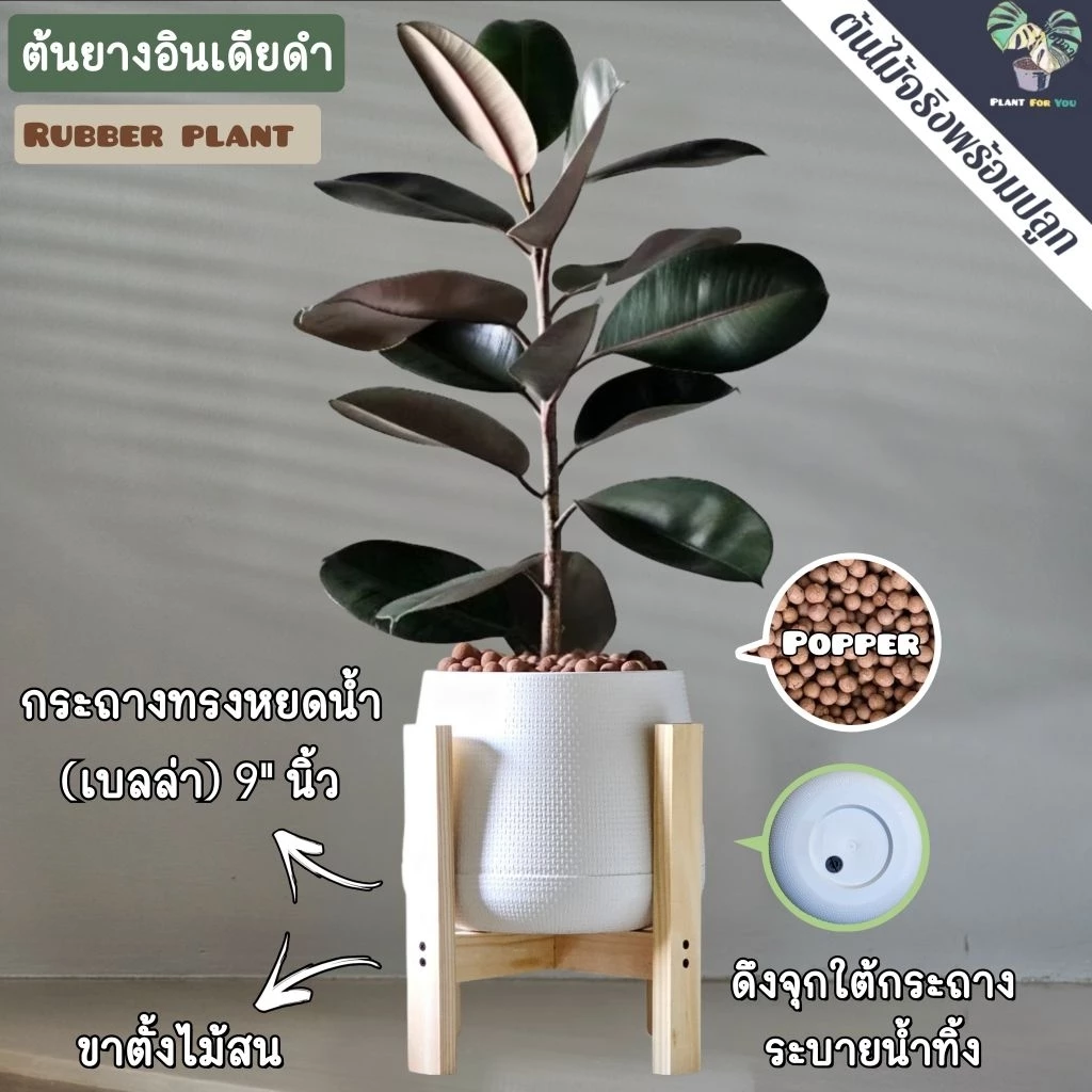 🖤🖤ต้นยางอินเดียดำ"Rubber Plant" 80-90Cm. (ต้นใหญ่) ความสูงวัดจากก้นกระถาง พร้อมกระถาครบชุดพร้อมปลูก