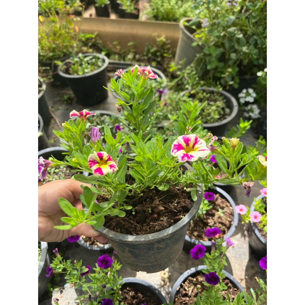 ดอกพิทูเนียแคระ👉คละสี💐กระถาง 6 นิ้ว🪴พร้อมส่ง - รูปที่ 2