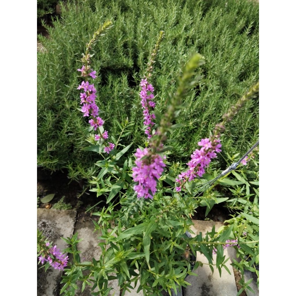 ฟอร์เก็ตไต้หวัน Purple Loosestrife  Chinese forgetmenot