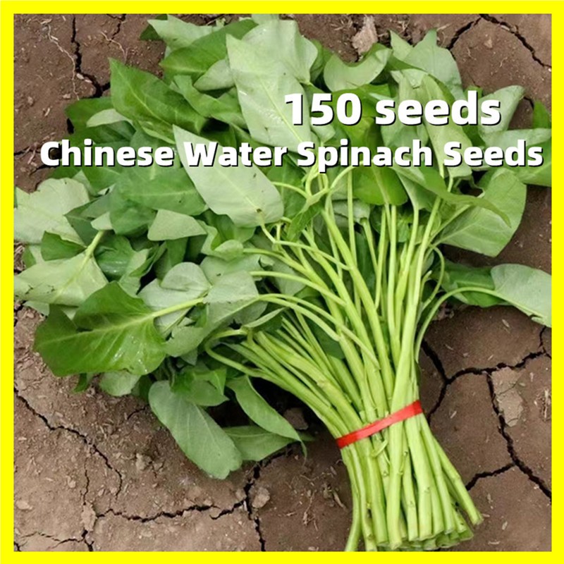 Chinese Kangkong Seeds / Upland Kang kong / Water Spinach Seeds (50)