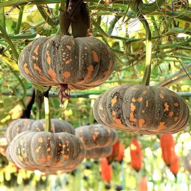 Squash Seeds（10seeds）KALABASA SEEDS/ROSALINDA F1 Vegetable Seeds