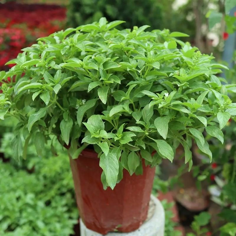 โหระพาใบใหญ่ อิตาเลี่ยน เบซิลใบใหญ่ 300 เมล็ด Large Leaf Italian genovese Basil Seeds เมล็ดพันธุ์แท้100%นำเข้าจากต่างประ