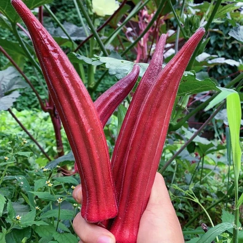 Red Okra Seeds - Vegetable Seeds Fresh Organic Red Okra Seeds for Planting (20 Seed) High Yield Legi