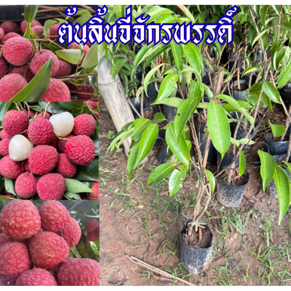 ต้นลิ้นจี่จักรพรรดิ์ กิ่งตอน พร้อมปลูก สูง70เซน