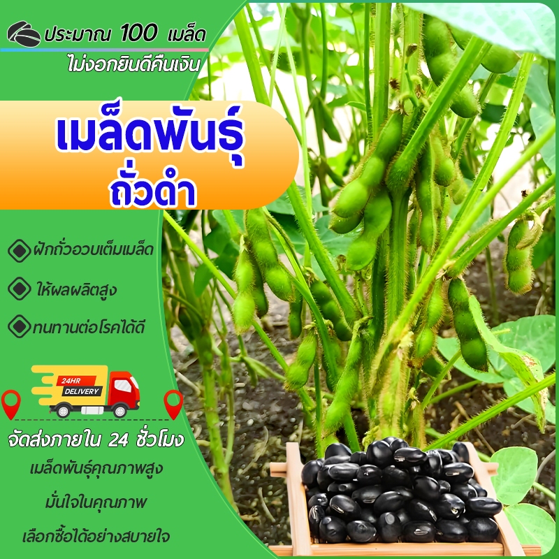 100 เมล็ด  เมล็ดถั่วดำ เนื้อสีเขียว เมล็ดใหญ่  สะอาด คุณภาพดี  โอวเต่า