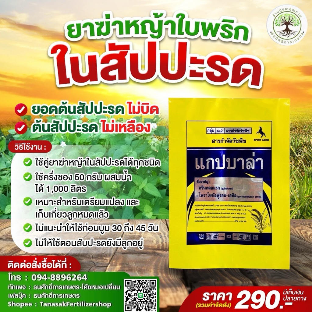 **เปลี่ยนแพ็คเกจใหม่** ยาฆ่าหญ้าใบพริก ควินคลอแรก47