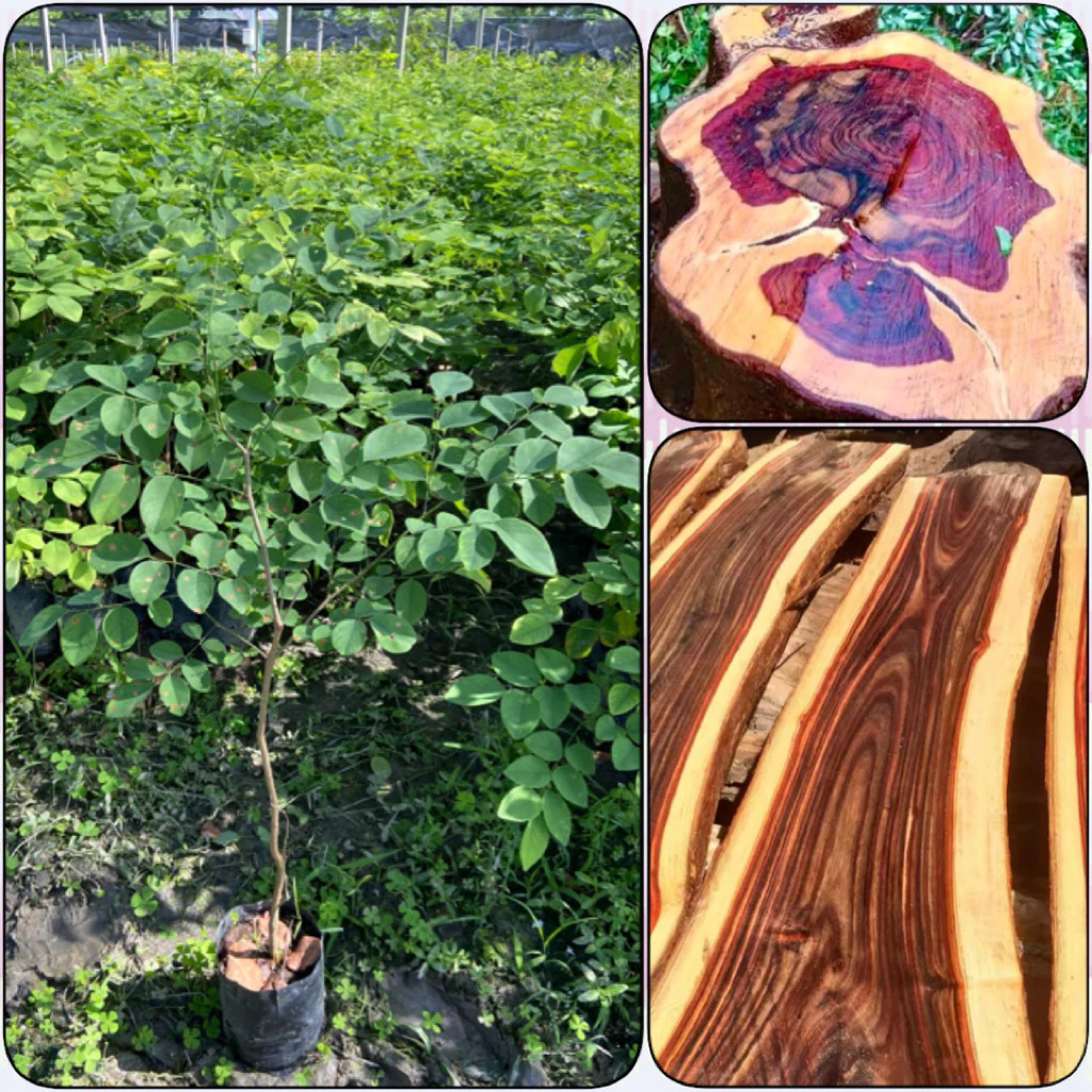 ต้นพะยูง พยุงไทย ไม้เนื้อแข็ง ไม้เศรษฐกิจ ลายสวยราคาสูง (สูง 80-100cm) ต้นแข็งแรง พร้อมปลูก