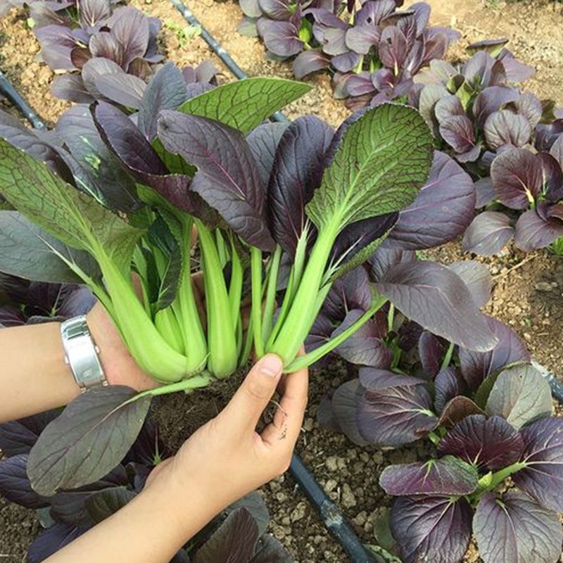 Purple Pakechoi Seeds เมล็ดผักกวางตุ้งใบม่วง 400 เมล็ด ผักกวางตุ้งฮ่องเต้ใบม่วง Purple Pakechoi Seeds