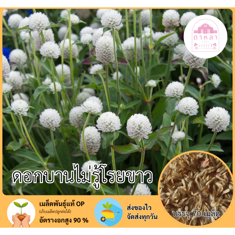 ดอกบานไม่รู้โรยสีขาว 70 เมล็ด