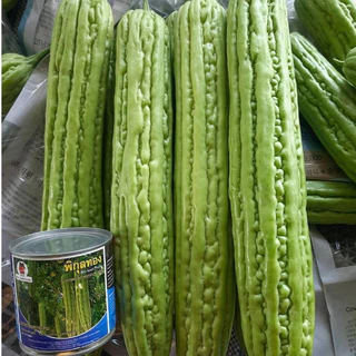 เมล็ดพันธุ์ มะระจีนพิกุลทอง (ซองก้นตั้ง)