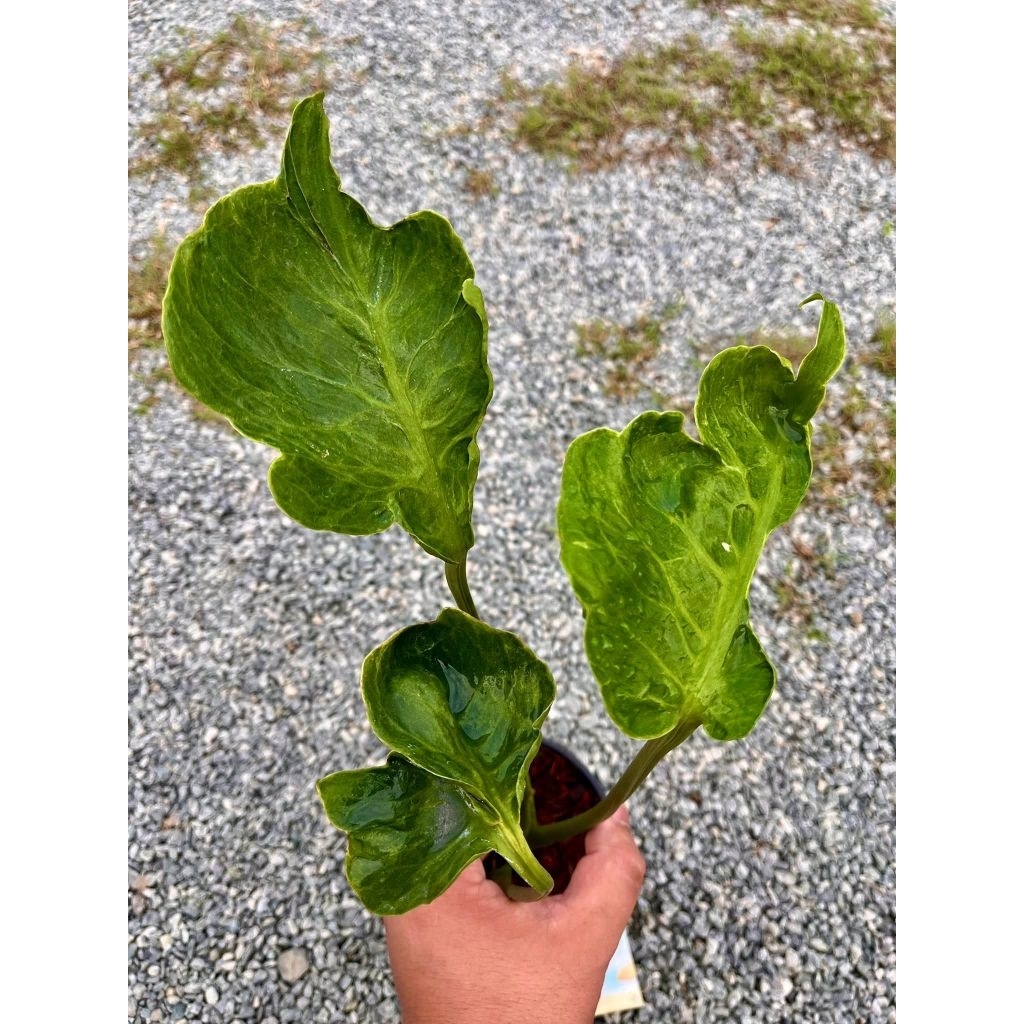 Monstera zombie#zombie#mutation#มอนสเตอร่าซอมบี้