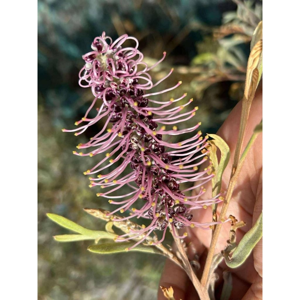 สนเกรวิลเลียม่วงแคระ Grevillea 'Dorothy Gordon กระถาง11นิ้ว สูง1เมตร