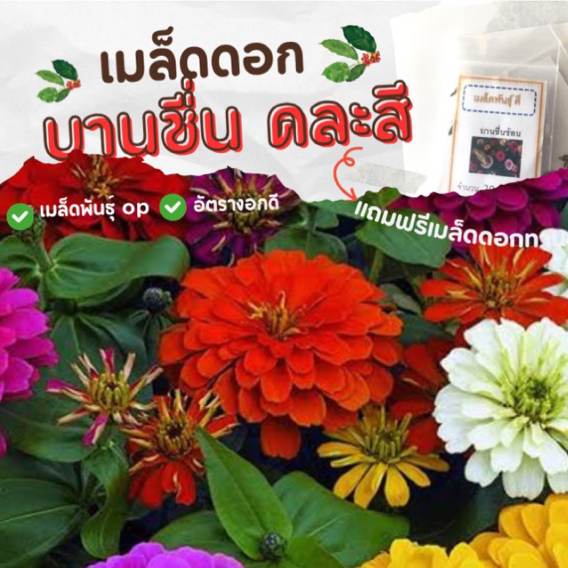 เมล็ดพันธ์ุ ดอกบานชื่นซ้อนคละสี บานชื่นซ้อน 500เมล็ด ✅ราคาถูก ปลูกง่าย ดอกสวยมาก ซื้อ10แถม1(คละได้)