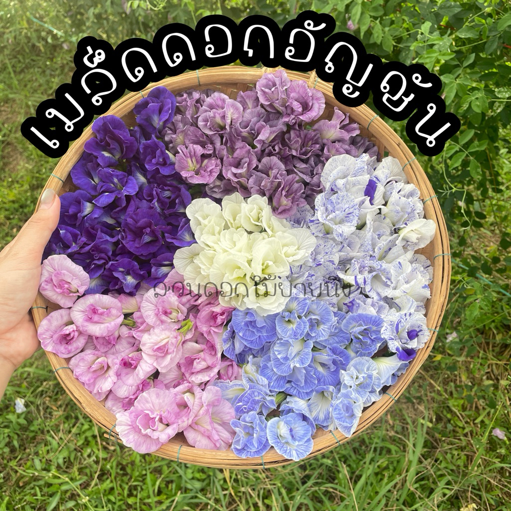 เมล็ดดอกอัญชัน หลากสี  ดอกดก