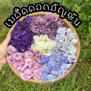 เมล็ดดอกอัญชัน หลากสี  ดอกดก