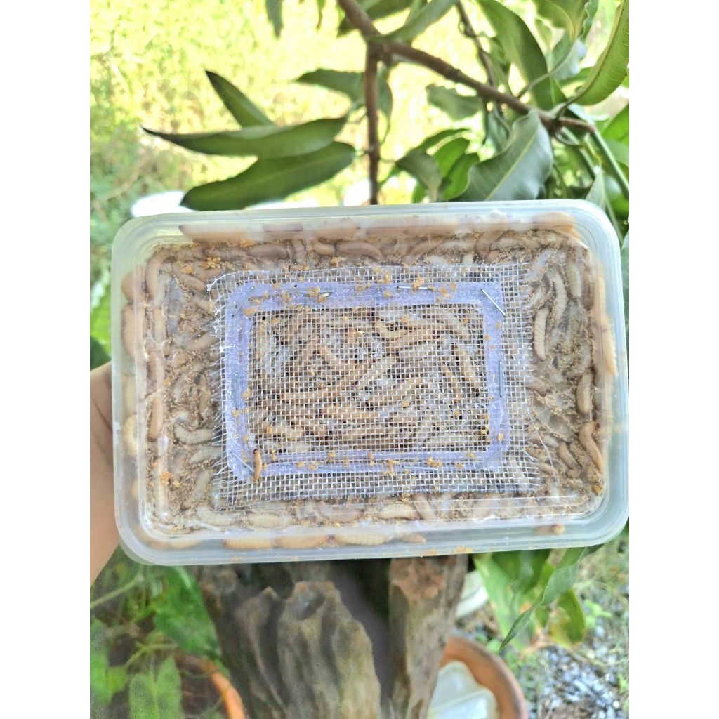 wax wax ขนมโปรตีนอย่างดี