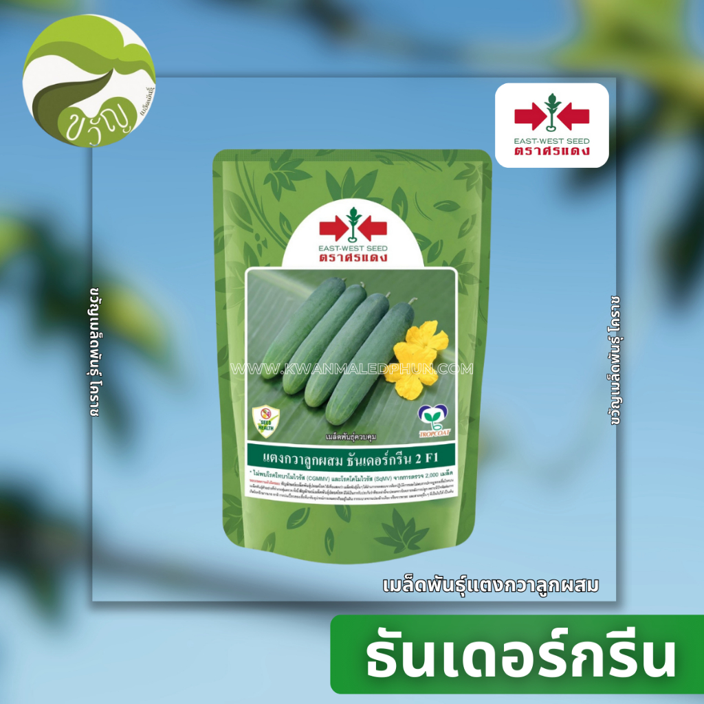 แตงกวาลูกผสมศรแดง ธันเดอร์กรีน2