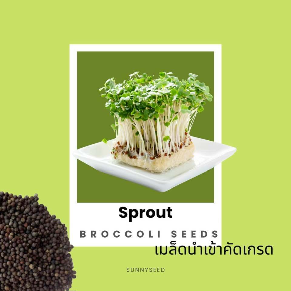 เมล็ดต้นอ่อนบร็อคโคลี่ งอกง่าย ปลอดสาร สารต้านอนุมูลอิสระสูง ซุปเปอร์ฟู้ดเพื่อสุขภาพ เพาะง่าย อัตรางอกสูง