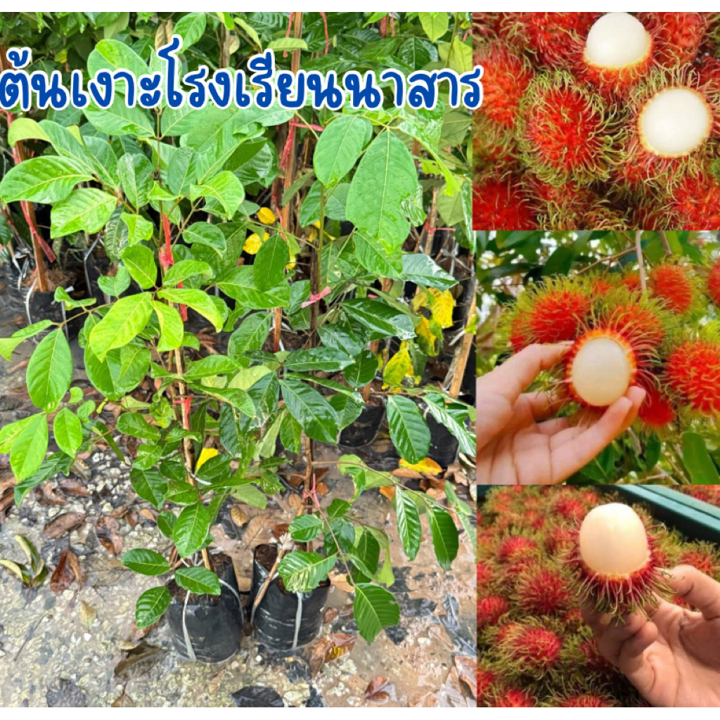 ต้นเงาะโรงเรียนนาสาร พร้อมส่ง ทาบกิ่ง ปลูก1-2ปีได้ผลผลิต