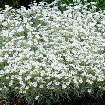 เมล็ดพันธุ์ ดอกสโนว์ อิน ซัมเมอร์ Cerastium tomentosum snow in summer 50 เมล็ด