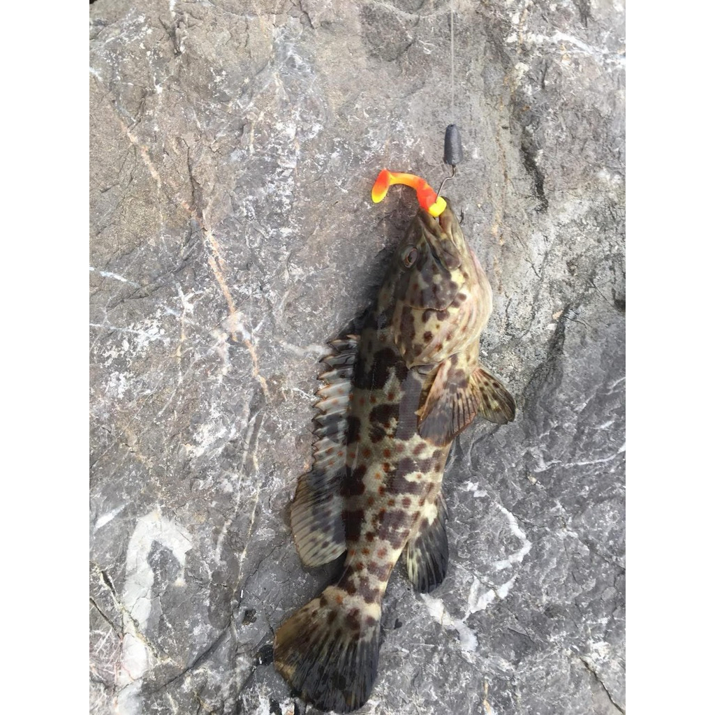 ปลายาง กุ้งยาง มาเอบิ #FishingEZ