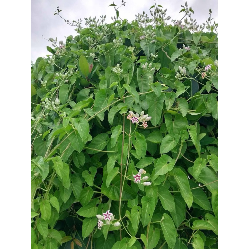 ผักอีนูนหรือผักสาบ1ต้นถุงดำผักหายากสมัยโบราณ🌷