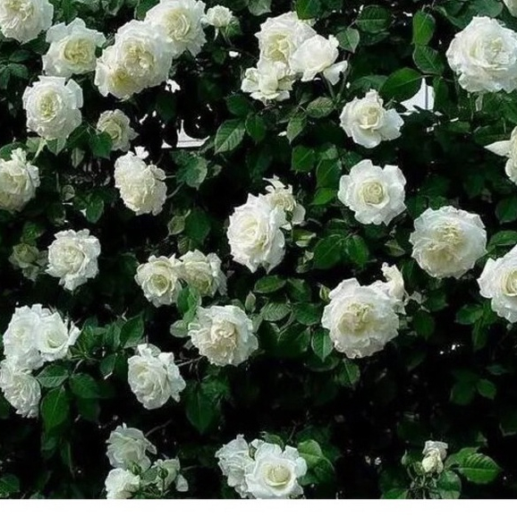 20 เมล็ด กุหลาบ อังกฤษ พันธุ์เลื้อย สีขาว Rosa Rose seeds