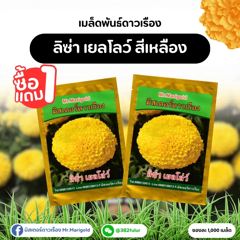 เมล็ดพันธุ์ดาวเรือง ลิซ่า เยลโลว์ สีเหลืองคูณ 1 แถม 1 (ซองละ 1,000 เมล็ด)  / มิสเตอร์ดาวเรือง