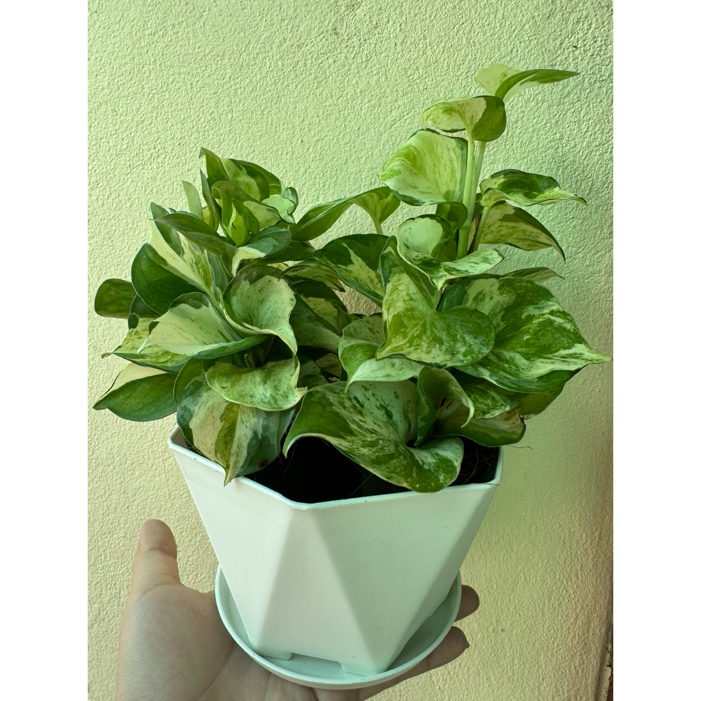 พลูแอปเปิ้ล ( ด่างเทพ ) Epipremnum Aureum สีสวย ลายชัด ลายสวยธรรมชาติ ใบมนธรรมชาติ ไม้ฟอกอากาศ ไม้ด่างยอดนิยม