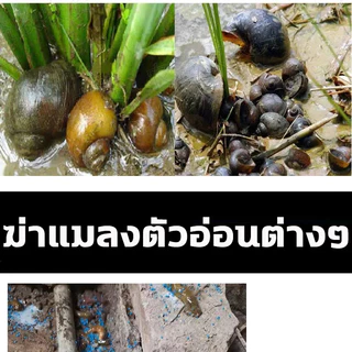 ขายดี‼️ ยาฆ่าหอย ยาฆ่าหอยทาก ยาเบื่อหอย สารกำจัดหอย ไม่มีพิษต่อพืชผักสวนครัว bนำเข้า