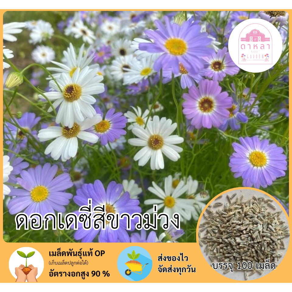 ดอกเดซี่สีขาวม่วง 100 เมล็ด