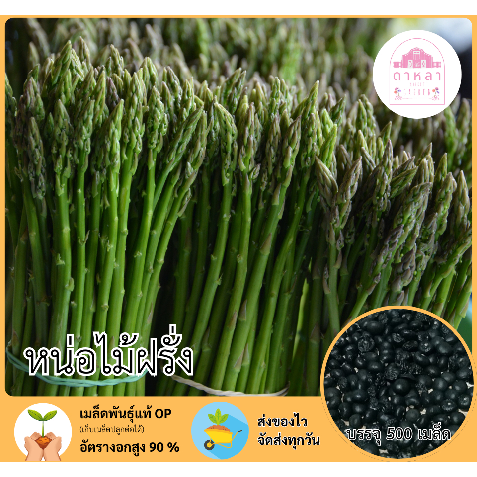 เมล็ดหน่อไม้ฝรั่ง 500 เมล็ด