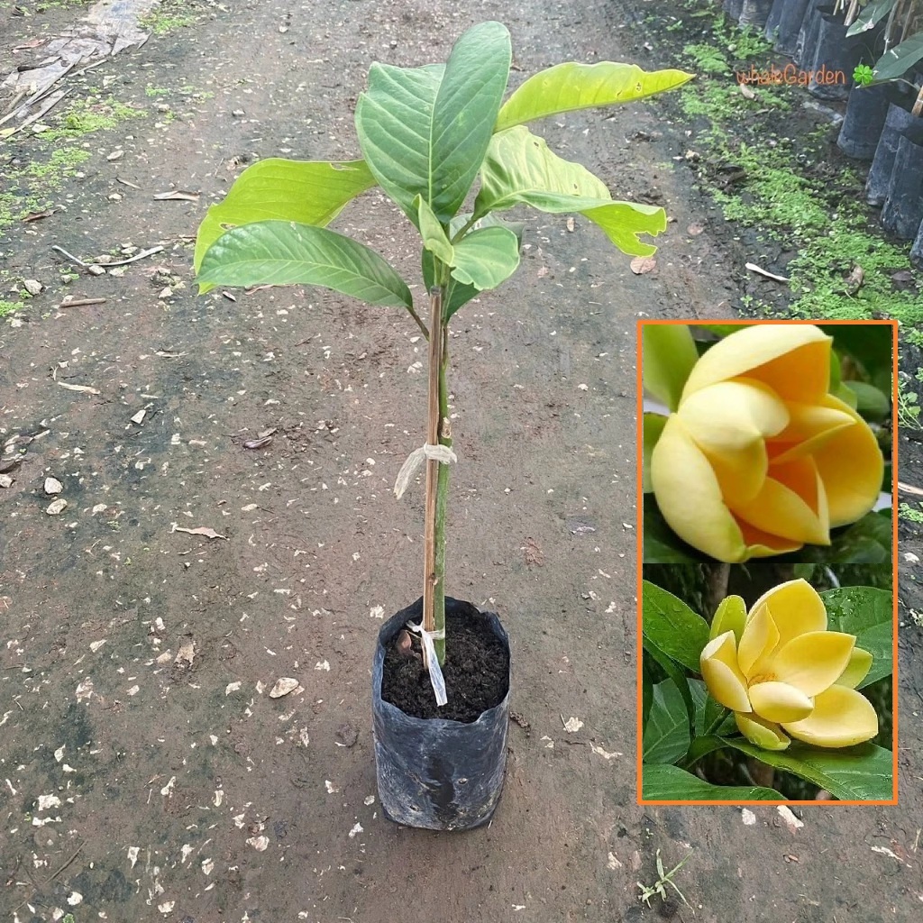 ต้นมณฑาทอง มณฑาทอง (Talauma candollei) ไม้ไทยมีกลิ่นหอมดอกสวย ปลูกเป็นสิริมงคลแก่บ้าน (รับประกันสินค้า)