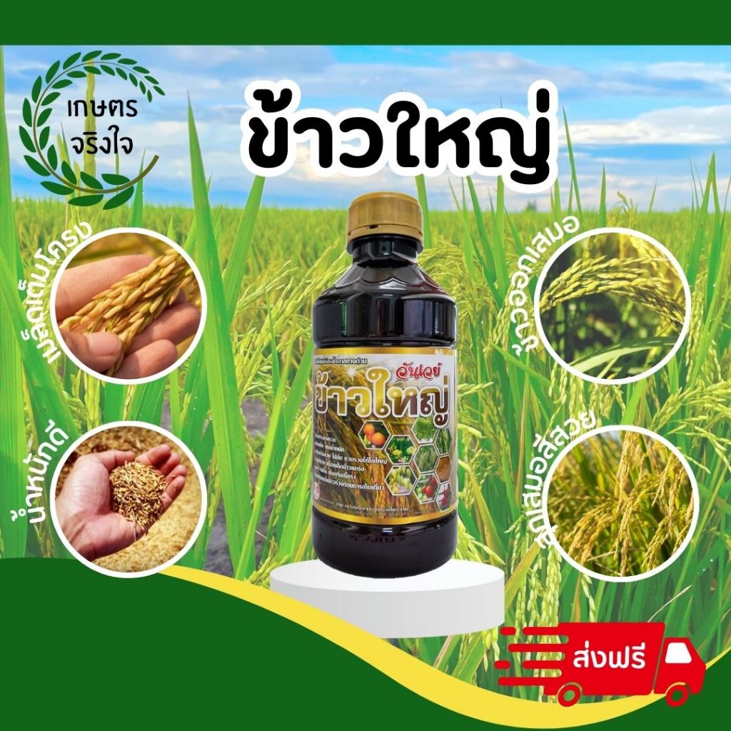 ข้าวใหญ่ ธงแดงคู่ (น้ำตาลทางด่วน+อะมิโนแอซิต) สูตรเข้มข้น 1 ขวดใช้ได้ 15 ไร่ พ่น 3 ระยะในนาข้าวรับท้อง รับรวงและไล่ก้ม
