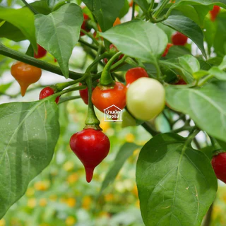 Biquinho Pepper ต้นกล้าพริกไบควินโฮ ในกระถาง3นิ้ว