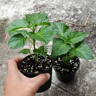 Biquinho Pepper ต้นกล้าพริกไบควินโฮ ในกระถาง3นิ้ว
