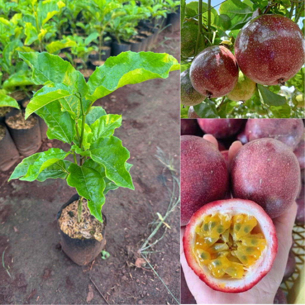 ต้นเสาวรสสีม่วง พันธุ์ไทนุง ทนต่อโรค รสชาติหอมหวาน ต้นส่ง30เซน