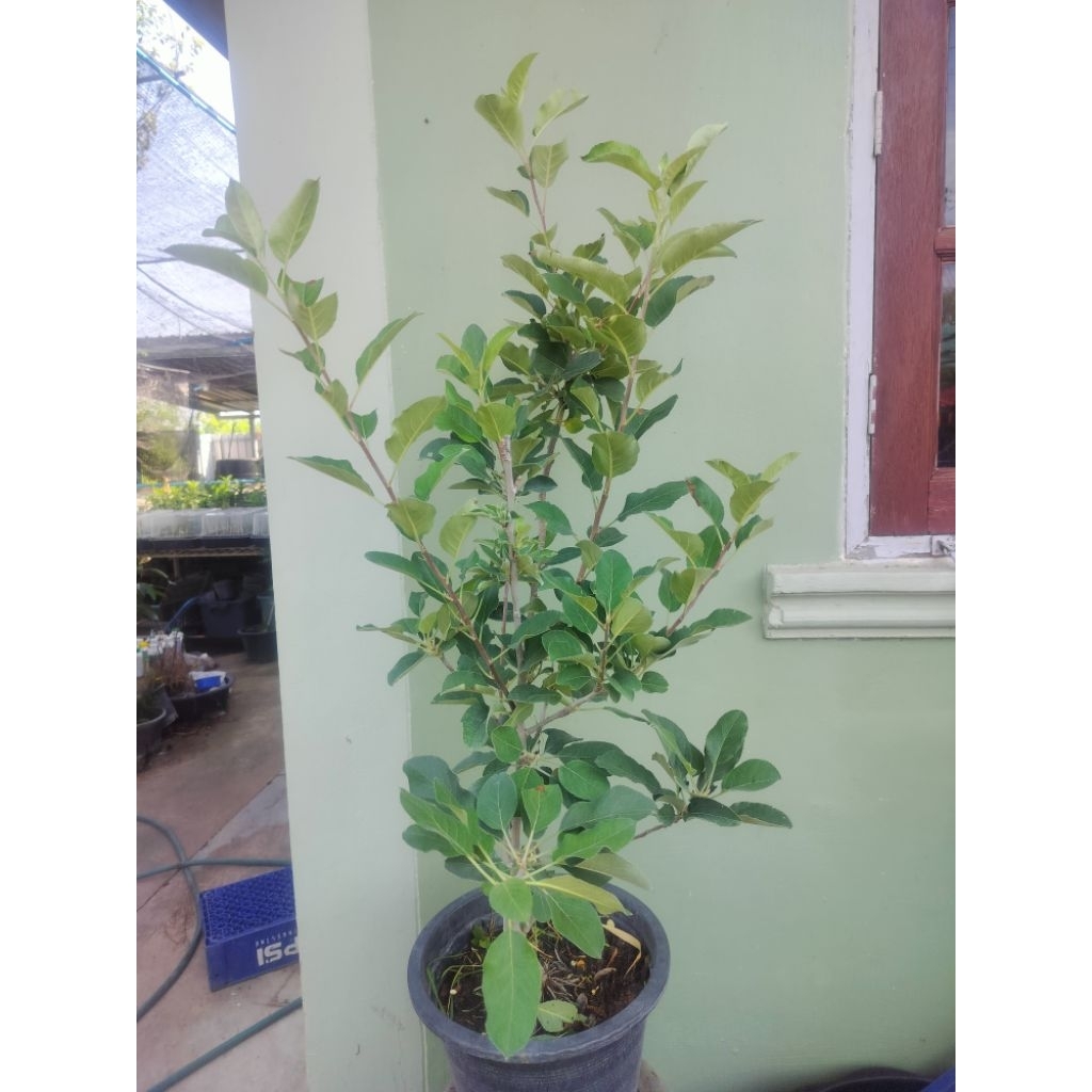 🌱 ต้นแอปเปิ้ลเสียบยอดสายพันธุ์แอนนา (Anna Apple) ในกระถาง 12 นิ้ว 🌳 ความสูง 80-100 cm พร้อมปลูก ออกดอกติดผลง่าย