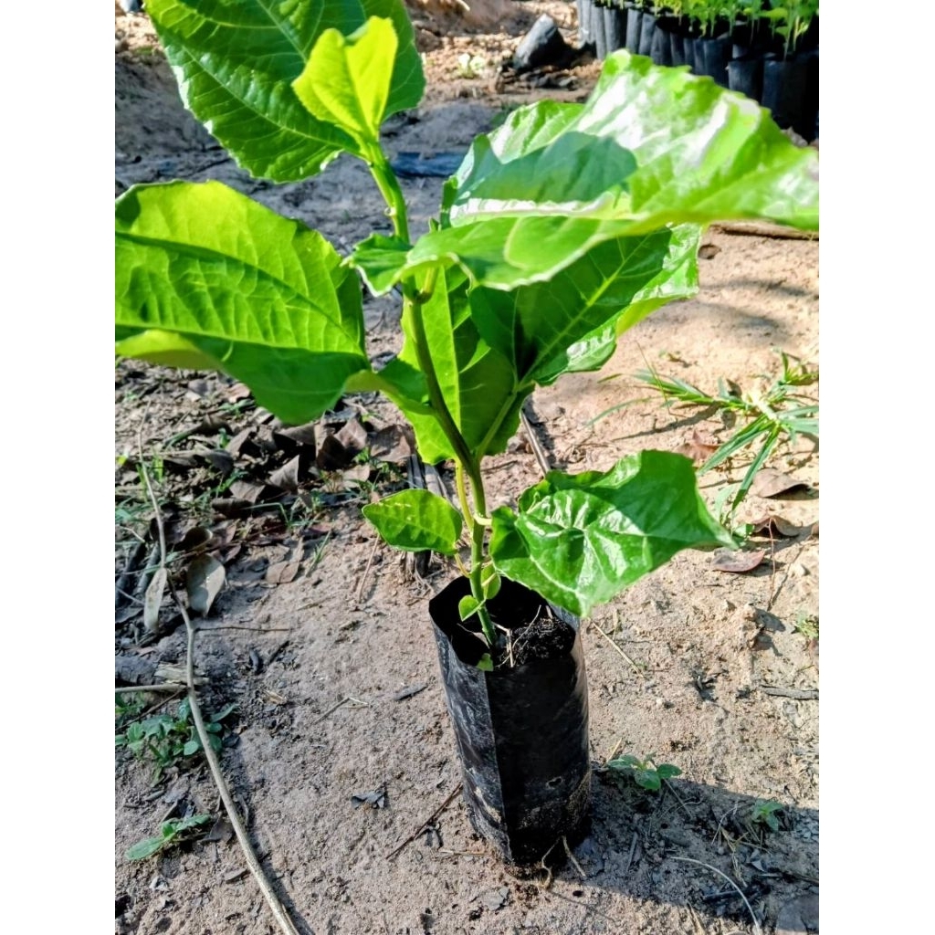 ต้นเสาวรส (Passion Fruit)