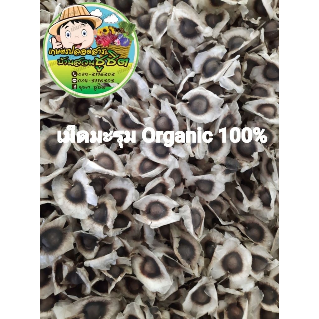เม็ดมะรุมแห้ง ปลอดสาร คัดด้วยมือ ใส่ใจทุกเม็ด ขนาด 1000 กรัม บรรจุถุงซิป มีราคาส่ง