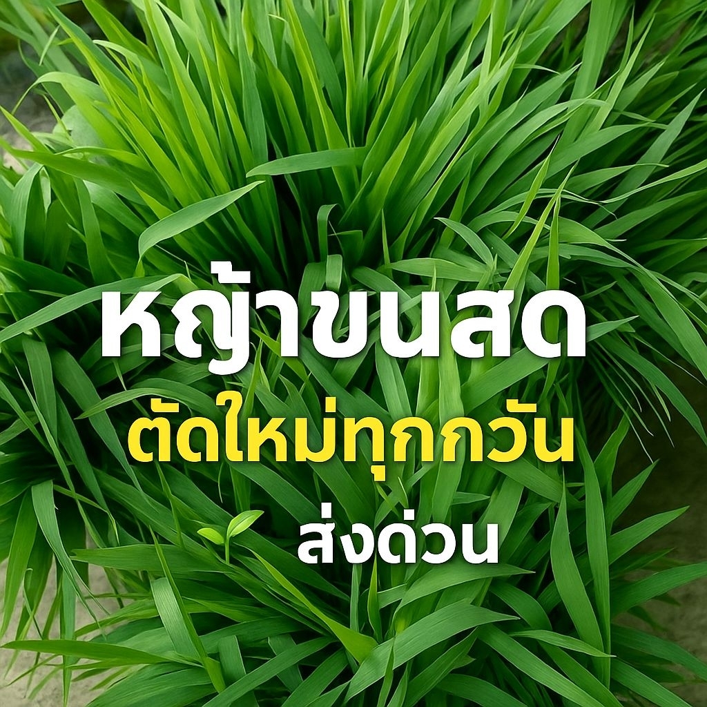 หญ้าขนสด🌱 จากธรรมชาติ ปลอดสารพิษ 1kg