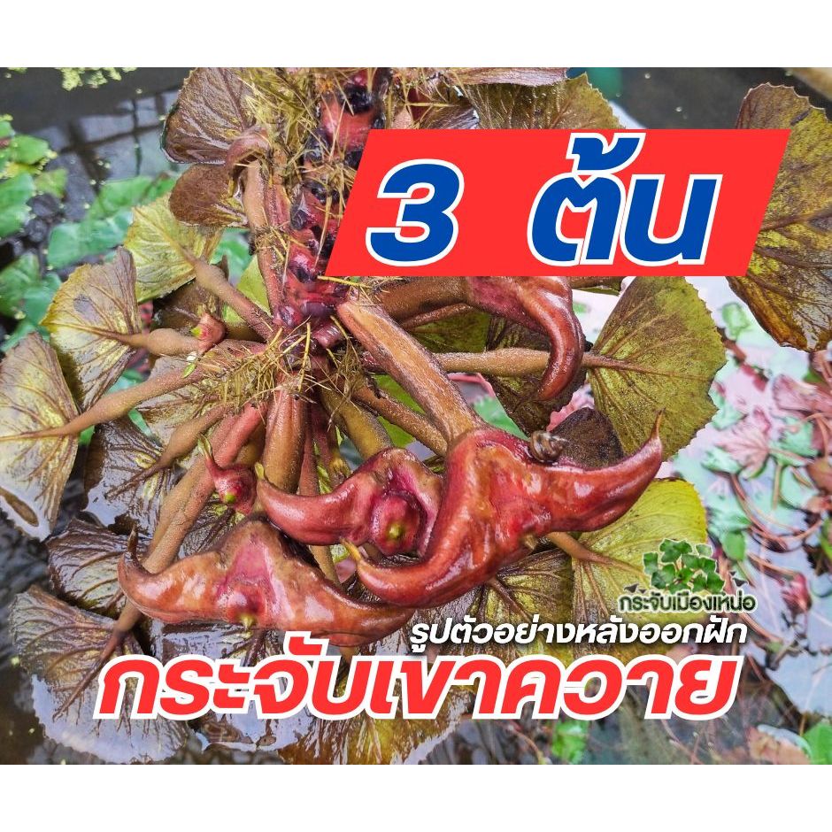 ต้นกระจับเขาควาย 3 ต้น - กระจับเมืองเหน่อ