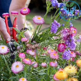 เมล็ดดอกกระดาษ 200 เมล็ด เดซี่มิกซ์กระดาษ Strawflower / Paper Daisy