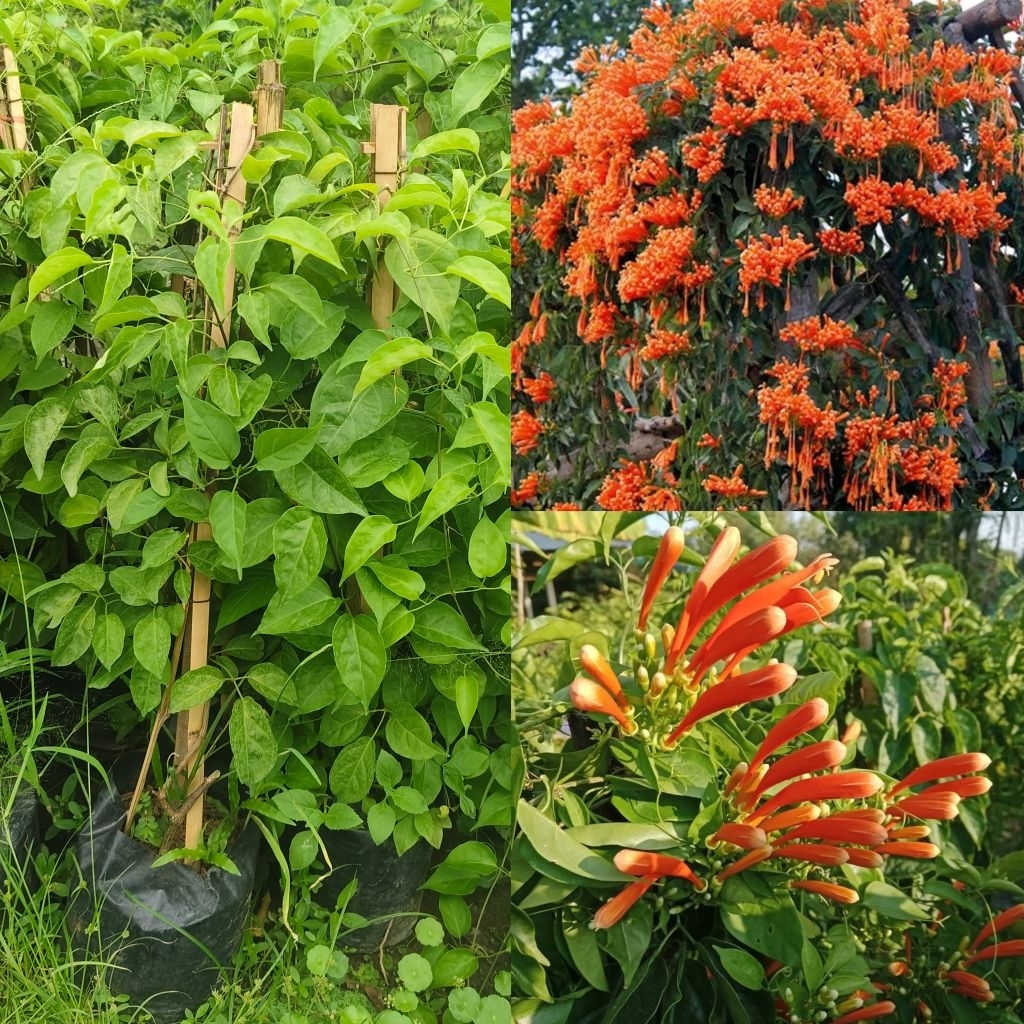 ต้นพวงแสด ดอกพวงแสด มีสีส้มสวยสดใส นิยมปลูกหน้าบ้านริมรั้ว พวงแสดเป็นไม้พุ่มเลื้อย ดอกสีส้มสวยมาก
