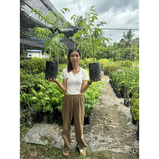 #ต้นมะกอกฝรั่ง พันธุ์เบา ต้นเตี้ย ปลูกในกระถางได้ 3-5 เดือนติดผล ต้นสูงราว50เซน-1เมตร