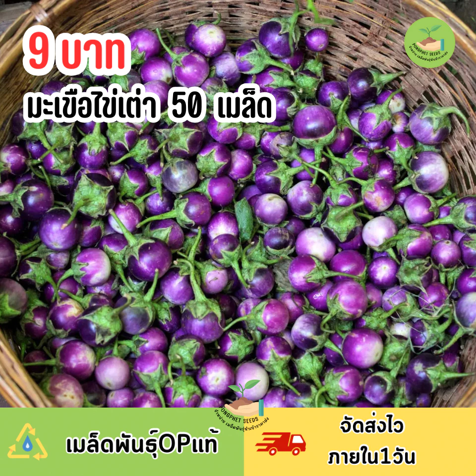 พิเศษ9บาท เมล็ดพันธุ์มะเขือไข่เต่า 50 เมล็ด