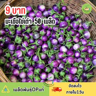 พิเศษ9บาท เมล็ดพันธุ์มะเขือไข่เต่า 50 เมล็ด