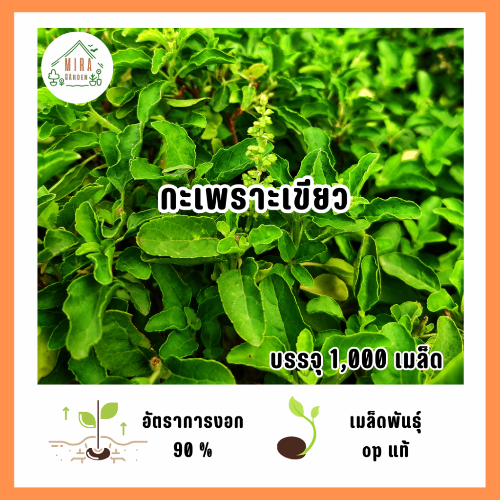 เมล็ดพันธุ์กะเพราะเขียว 1,000 เมล็ด