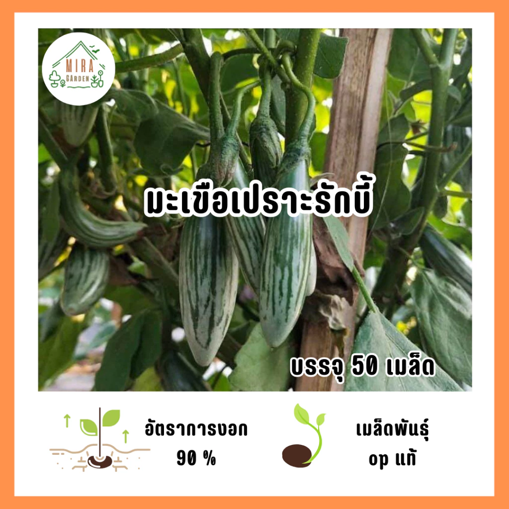 เมล็ดพันธํุ์มะเขือรักบี้ 50 เมล็ด